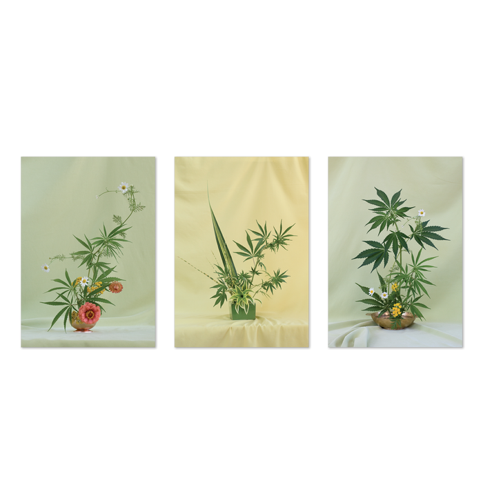 Weed Ikebana Postcard Print Set