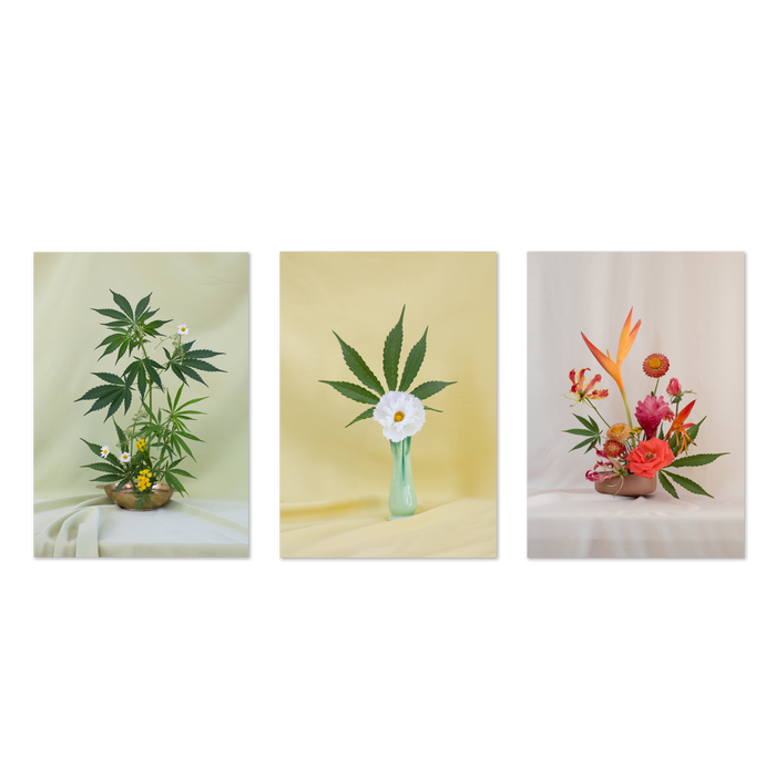 Weed Ikebana Postcard Print Set